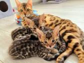 Kilmingi bengalijos katinėliai - nuotraukos Nr. 2