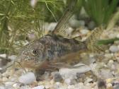 Parduodu Kribensis Ciklidą / Coridora Paleatus - nuotraukos Nr. 6
