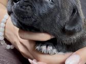 Cane Corso šuniukai su kilmės dokumentais - nuotraukos Nr. 2