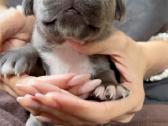 Cane Corso šuniukai su kilmės dokumentais - nuotraukos Nr. 3