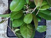 Hoya cv. Joy - nuotraukos Nr. 15