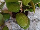 Hoya (vaškuolių)assorti. - nuotraukos Nr. 17
