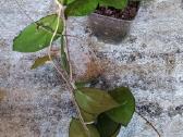 Hoya (vaškuolių)assorti. - nuotraukos Nr. 18