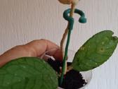 Hoya sp. Tanggamus - nuotraukos Nr. 22