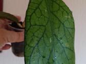 Hoya (vaškuolių)assorti. - nuotraukos Nr. 23