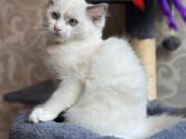 Ragdoll katytė - nuotraukos Nr. 3