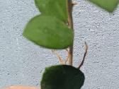 Hoya (vaškuolių)assorti. - nuotraukos Nr. 27