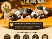 Amerikiečių stafordšyro terjero šuniukai - nuotraukos Nr. 9