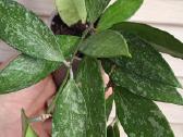 Hoya (vaškuolių)assorti. - nuotraukos Nr. 33