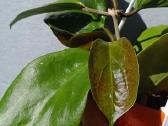 Hoya (vaškuolių)assorti. - nuotraukos Nr. 35