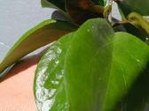 Hoya (vaškuolių)assorti. - nuotraukos Nr. 36