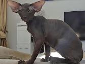 Peterbald kačiukas - nuotraukos Nr. 2