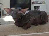 Peterbald kačiukas - nuotraukos Nr. 3