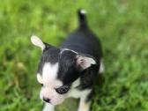 Chihuahua - nuotraukos Nr. 2