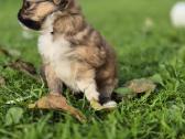 Chihuahua - nuotraukos Nr. 7