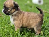 Chihuahua - nuotraukos Nr. 4