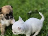 Chihuahua - nuotraukos Nr. 13