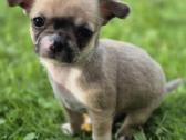 Chihuahua - nuotraukos Nr. 3