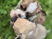 Chihuahua - nuotraukos Nr. 12