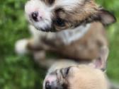 Chihuahua - nuotraukos Nr. 14