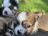 Chihuahua - nuotraukos Nr. 11