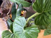 Philodendron fibrosum - nuotraukos Nr. 2