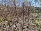 Graikiniai riešutai - nuotraukos Nr. 3