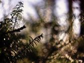 Fujifilm sisteminis fotoaparatas su priedais - nuotraukos Nr. 12