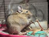 Dovanojami 2 Degu peliukai su narvu - nuotraukos Nr. 2