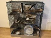 Dovanojami 2 Degu peliukai su narvu - nuotraukos Nr. 3