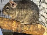 Dovanojami 2 Degu peliukai su narvu - nuotraukos Nr. 4