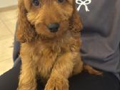 Cockapoo du berniukas - nuotraukos Nr. 7