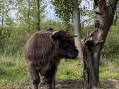 Grynaveisliai 100 % Hailendų buliukai - nuotraukos Nr. 2