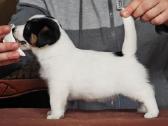 Džeko Raselo terjerai - Jack Russell terrier - nuotraukos Nr. 4