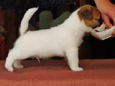 Džeko Raselo terjerai - Jack Russell terrier - nuotraukos Nr. 5