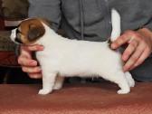 Džeko Raselo terjerai - Jack Russell terrier - nuotraukos Nr. 6