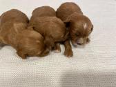 Cavapoo - nuotraukos Nr. 2