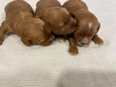 Cavapoo - nuotraukos Nr. 3