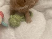 Maltipoo - nuotraukos Nr. 2