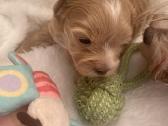 Maltipoo - nuotraukos Nr. 3