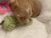 Maltipoo - nuotraukos Nr. 4