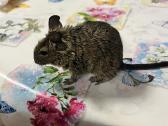 Degu grauzikai trys broliukai - nuotraukos Nr. 2