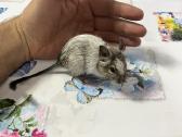 Degu grauzikai trys broliukai - nuotraukos Nr. 3