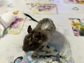 Degu grauzikai trys broliukai - nuotraukos Nr. 4
