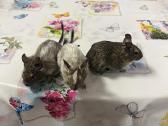 Degu grauzikai trys broliukai - nuotraukos Nr. 5