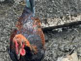 Parduodami gaidžiai - nuotraukos Nr. 3