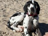 Vokiečių marmurinis dogas-harlequin Great Dane - nuotraukos Nr. 3