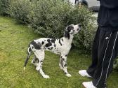 Vokiečių marmurinis dogas-harlequin Great Dane - nuotraukos Nr. 4