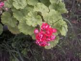 Rūšinės pelargonijos (2vnt) su loveliu - nuotraukos Nr. 2