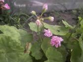 Rūšinės pelargonijos (2vnt) su loveliu - nuotraukos Nr. 3